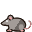 Rat